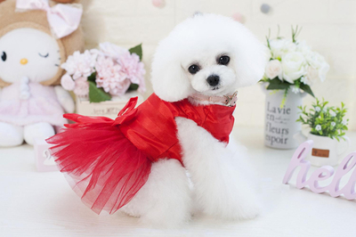 如何选择代加工工厂，打造自主宠物用品品牌